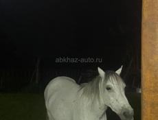 Лошадь