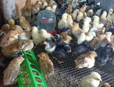 Продаются недельные цыплята мясо-яичной породы плимутрок кученская юбилейная адлеровская серебристая 