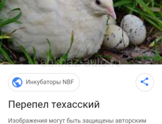техаски перепел