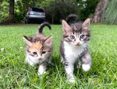 отдам котят в добрые руки