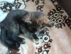 Отам даром трёхцветную1,5 месячную кошечку Чебурашку:)