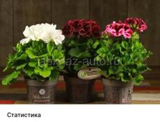 На центральном рынке продаются очень красивые цветы Туи 350 р  Монстэра аданансии плетёнка 350 р  Королевские/ ампельные герани 250 р  И многое другое