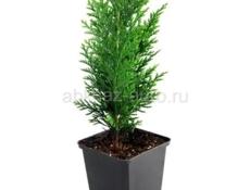 На центральном рынке продаются очень красивые цветы Туи 350 р  Монстэра аданансии плетёнка 350 р  Королевские/ ампельные герани 250 р  И многое другое