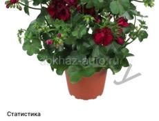 На центральном рынке продаются очень красивые цветы Туи 350 р  Монстэра аданансии плетёнка 350 р  Королевские/ ампельные герани 250 р  И многое другое