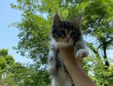 Отдам в добрые руки )