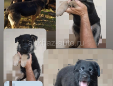 Продаются щенки 