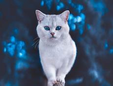 Айфон 7+