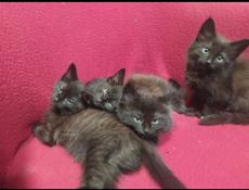 Котята в добрые руки 