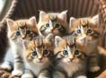 ОТДАМ КОТЯТ