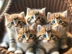 ОТДАМ КОТЯТ