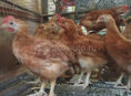 Продаются Домашние куры 
