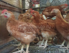 Продаются Домашние куры 