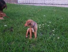 Щенок гончей