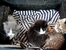 Отдам в добрые руки котёнка(котят)