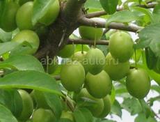 Продаётся алча 300 или 400 килограмм цена дагаворная 