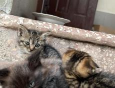 Вислоухие отдам в добрые руки