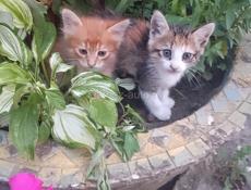 ОТДАЕМ КОТИКОВ В ДОБРЫЕ РУКИ!