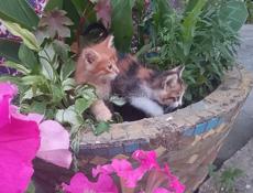ОТДАЕМ КОТИКОВ В ДОБРЫЕ РУКИ!
