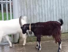 Продаю козы