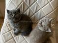 Британские котята. 