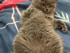 Британские котята. 