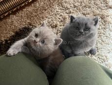 Британские котята. 