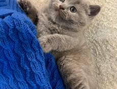 Британские котята. 