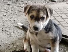 Щенок в добрые руки! 