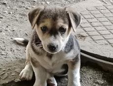 Щенок в добрые руки! 