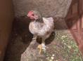 Несушки🐔