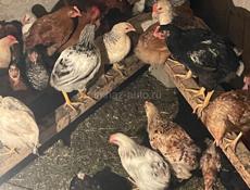 Несушки🐔