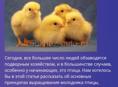 Продам цыплят