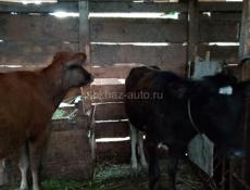 Два теленка год и три меяца