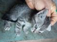 ОТДАМ КОТЯТ