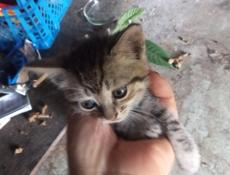 ОТДАМ КОТЯТ