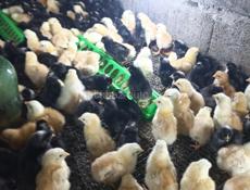 Суточные Редбро и Гризбар 