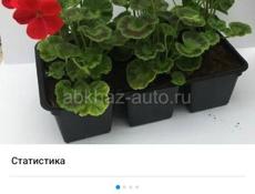 Продаются очень красивые цветы Туи 350 р Монст250 р  Герани королевские ампельные 200 р Красулла хоббит (ушки шрэка)200 р  Аглаонема 300 р  Кактусы 200 р  Пилея 200 р  Звонить или писать на ватсап 7752026