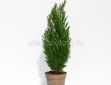 Продаются очень красивые цветы Туи 350 р Монст250 р  Герани королевские ампельные 200 р Красулла хоббит (ушки шрэка)200 р  Аглаонема 300 р  Кактусы 200 р  Пилея 200 р  Звонить или писать на ватсап 7752026