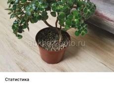 Продаются очень красивые цветы Туи 350 р Монст250 р  Герани королевские ампельные 200 р Красулла хоббит (ушки шрэка)200 р  Аглаонема 300 р  Кактусы 200 р  Пилея 200 р  Звонить или писать на ватсап 7752026