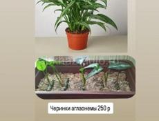 Продаются очень красивые цветы Туи 350 р Монст250 р  Герани королевские ампельные 200 р Красулла хоббит (ушки шрэка)200 р  Аглаонема 300 р  Кактусы 200 р  Пилея 200 р  Звонить или писать на ватсап 7752026