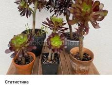 Продаются очень красивые цветы Туи 350 р Монст250 р  Герани королевские ампельные 200 р Красулла хоббит (ушки шрэка)200 р  Аглаонема 300 р  Кактусы 200 р  Пилея 200 р  Звонить или писать на ватсап 7752026