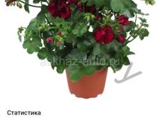 Продаются очень красивые цветы Туи 350 р Монст250 р  Герани королевские ампельные 200 р Красулла хоббит (ушки шрэка)200 р  Аглаонема 300 р  Кактусы 200 р  Пилея 200 р  Звонить или писать на ватсап 7752026