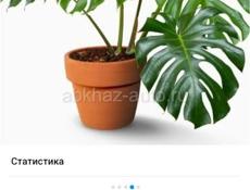 Продаются очень красивые цветы Туи 350 р Монст250 р  Герани королевские ампельные 200 р Красулла хоббит (ушки шрэка)200 р  Аглаонема 300 р  Кактусы 200 р  Пилея 200 р  Звонить или писать на ватсап 7752026