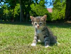 отдам котят в добрые руки 