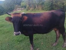 Корова