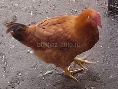 продам петухов 