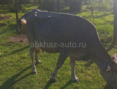 Коровы 