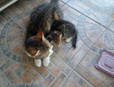 Отдам котят