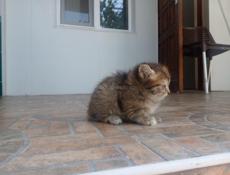 Отдам котят