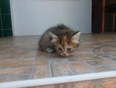 Отдам котят